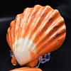 Polished Large Orange Lions Paw