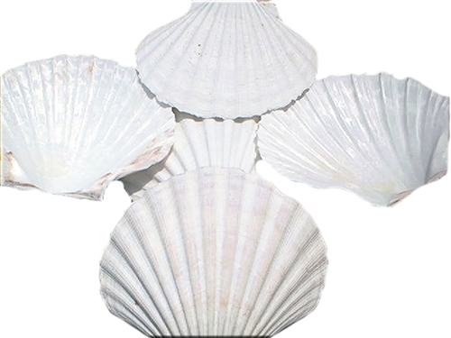Huge Baking Scallop Clams Seafood Cooking shells - North Florida Shells