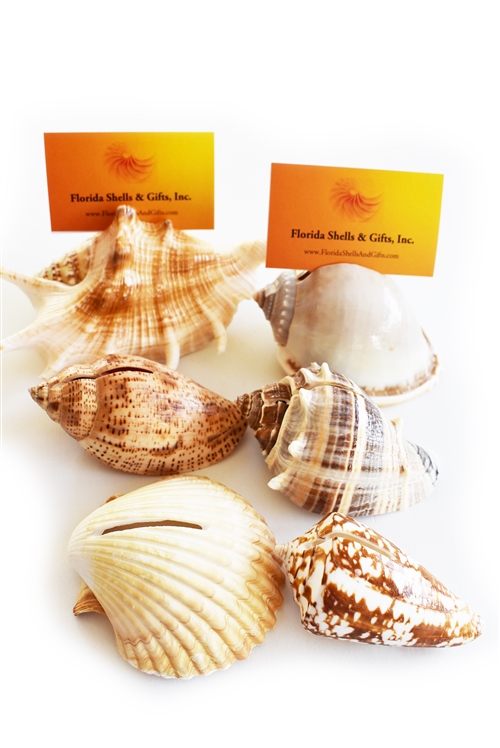 seashell card holders