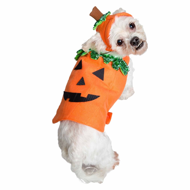 Dog in outlet pumpkin costume