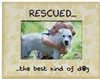 Rescued The Best Kind Of Dog 7"x9" Picture Frame