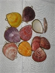 Pecten Nobilis Coin Purse