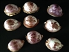 Sealife Designs Assorted Carved on Tiger Cowry