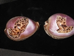 Tiger Cowry Carved Praying Hands