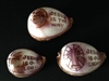 Assorted Religious Carved Tiger Cowry
