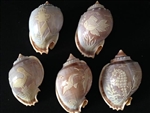 Carved Bonnet Shells Assorted Sealife