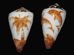 Conus Vexillium Carved