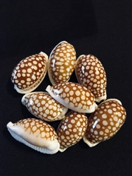 Cypraea Cribraria XL