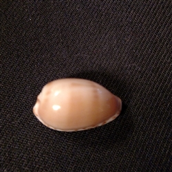 Notocypraea Comptoni