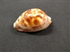 Cypraea Venusta 59 mm