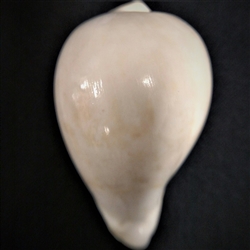 Cypraea Hesitata Howelli 80.3mm