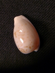 Cypraea Edentula