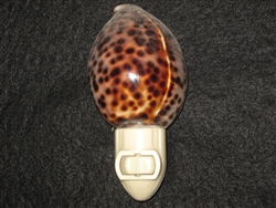 Tiger Cowry Plain