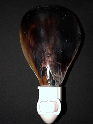 Pen Shell Night light