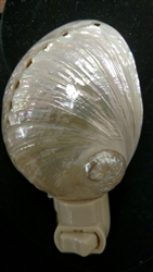 Pearled Laevigata Abalone