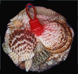 1/2 Kilo Net Bag of Shells