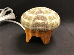 Sea Urchin Lamp W/ Bulb And Cord