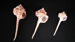 Murex Haustellum With Operculum