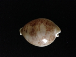 Cypraea Sakurai 37.4