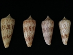 Conus Neptunus