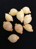 Cypraea Chiappoini  -  NEW