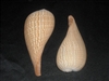 Ficus Gracilis - Fig Shell