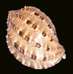 Harpa Articularis