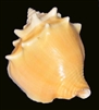 Strombus Pugilis-Fighting Conch