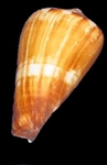 Conus Vexillium