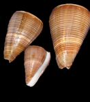 Conus Figulinus