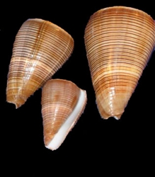 Conus Figulinus