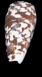 Conus Striate