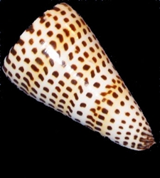 Conus Litteratus