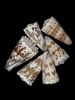 Conus Imperialus