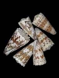 Conus Imperialus