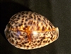 Cypraea Tigris - Tiger Cowry