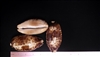 Cypraea Testidunaria - Turtle Cowry