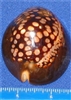 Cypraea Mauritiana -Humpback Cowry
