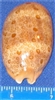 Cypraea Argus-Eyed Cowry