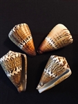 Conus Capitaneus / Captains Cone