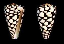 Conus Marmoreus-Marble Cone