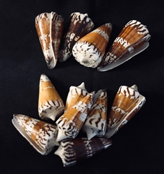 Conus Generalis