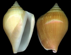 Strombus Canarium