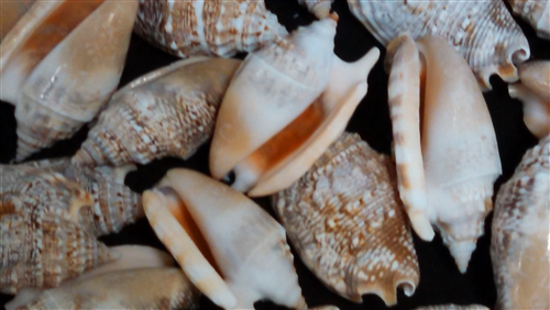 Sea shells for decoration STROMBUS AURISDIANAE