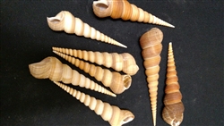 Terebra Turritella