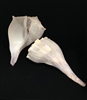 Lightening Whelk