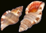 Cymatium Pileare-Hairy Triton