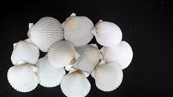 White Gulf Scallop