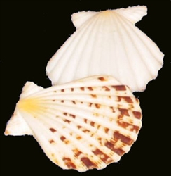 Pecten Radula Natural Pairs