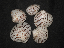 Lioconcha Castrensis - Tent Clam Pairs